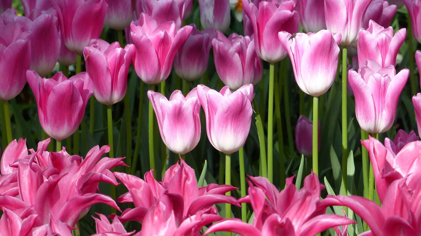 Tulips in the Botanical Gardens Plantage Area of Amsterdam