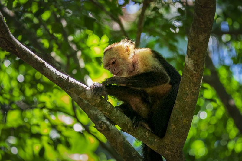White Faced Capuchin in Costa Rica
