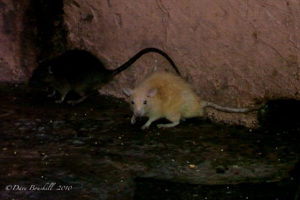 Lucky white rat of karni mata temple
