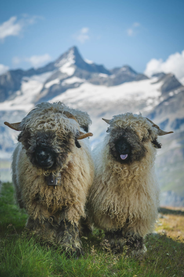Zermatt Blacknose Sheep
