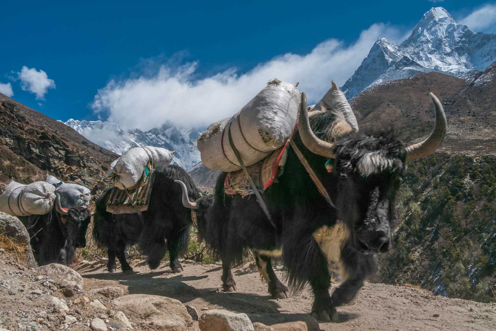 trekking tips yaks on mountain trails