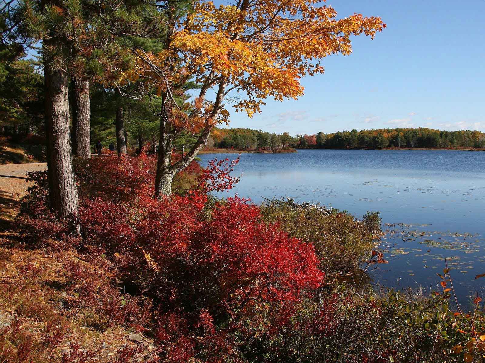 Fall colors of Acadia National Park