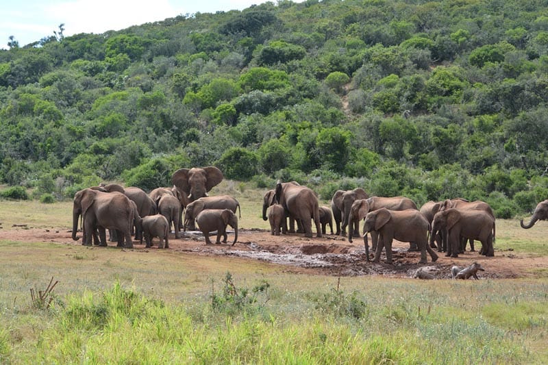 A Walk on the Wild Side in Addo Elephant National Park