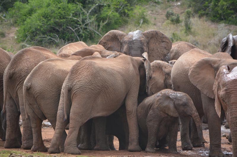 Addo Elephant National Park in South Africa | The Planet D