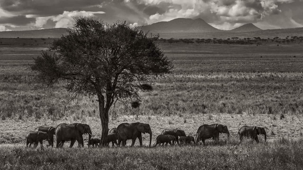 African Safari Animals 34 Photos To Make You Want To Visit Tanzania