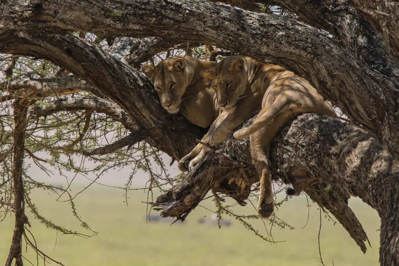 lions sleeping in tree
