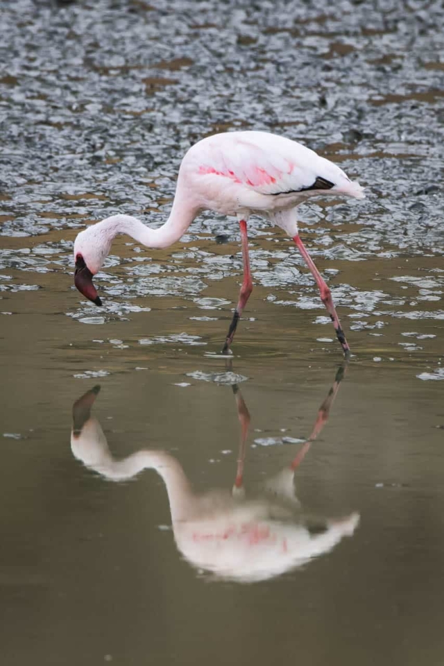 flamingo reflection africa