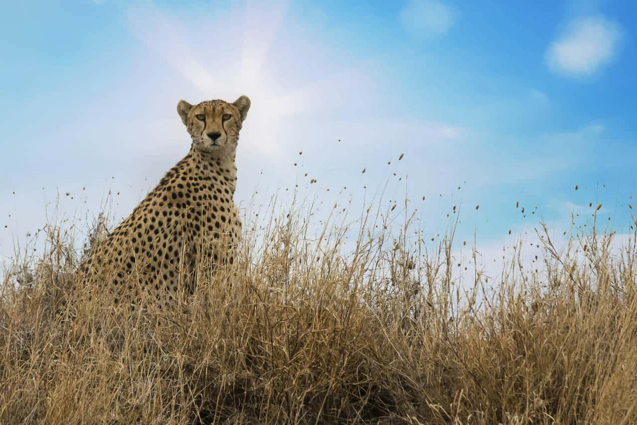 cheetah in long grass african savanna