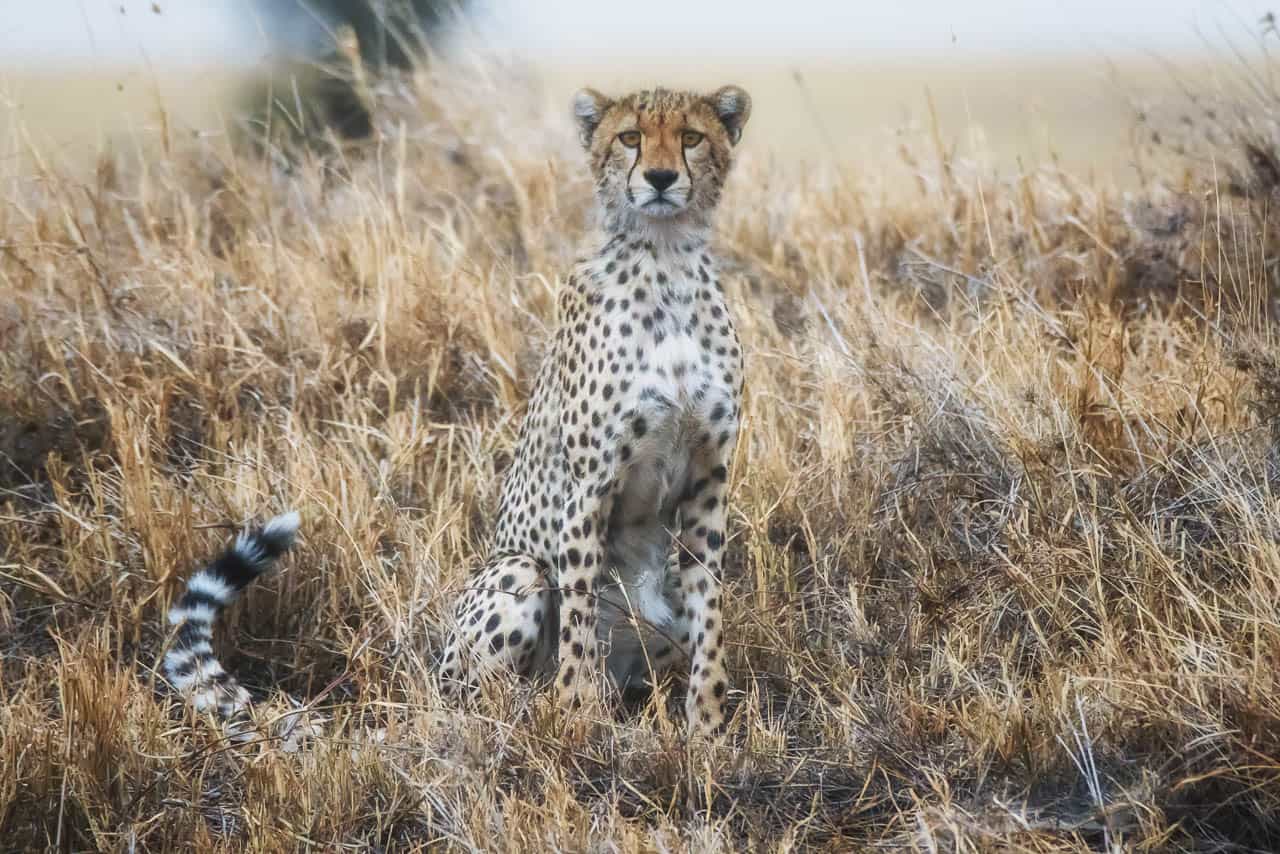 cheetah posing serengeti