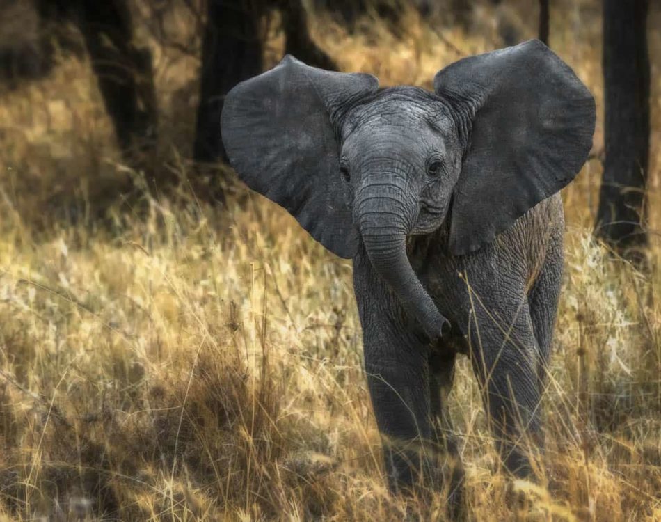 Tips for Going on a Safari in Africa