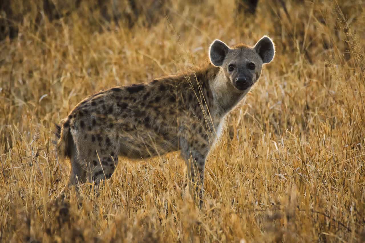 hyena on the seregeti in long grass