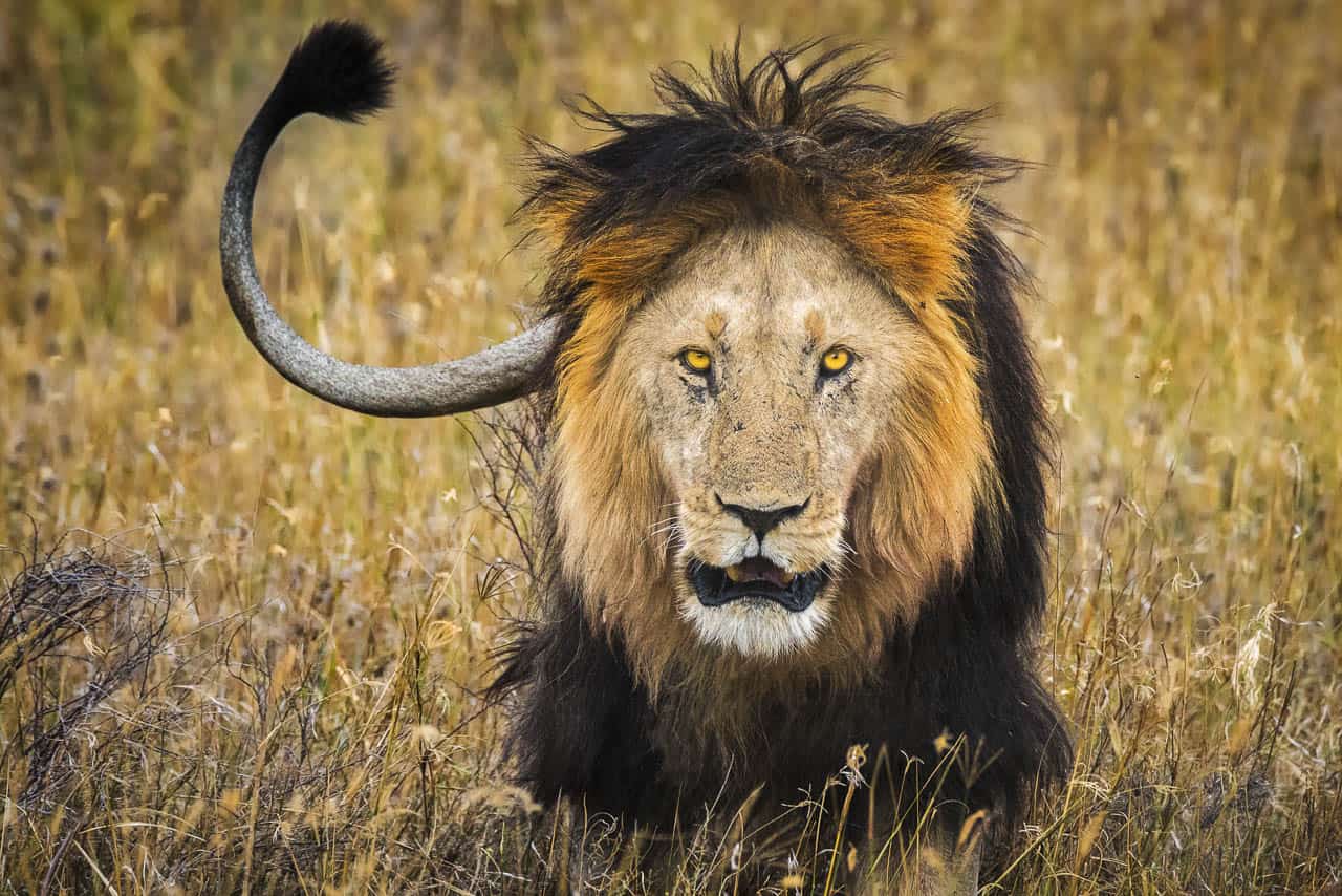 african safari animals male lion