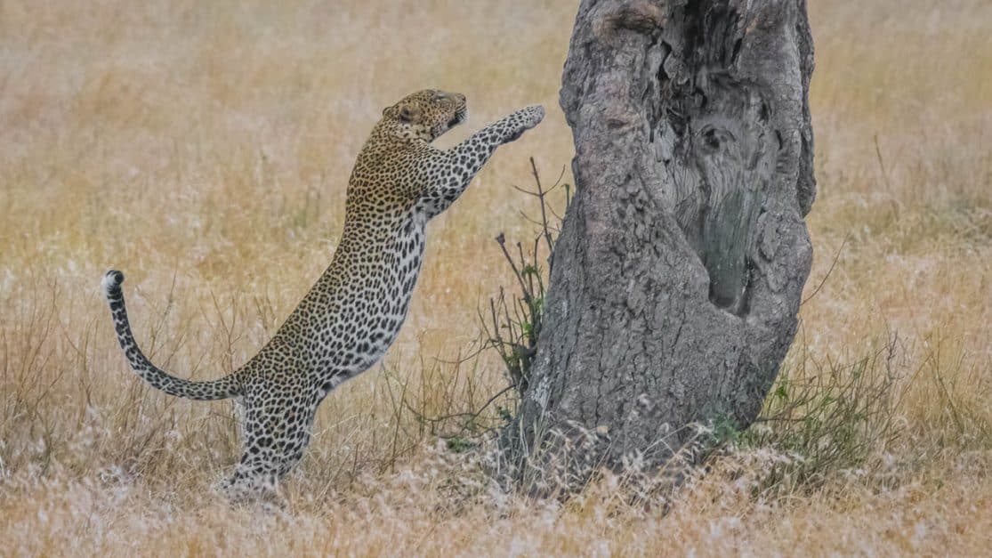 african-safari-animals-leopard
