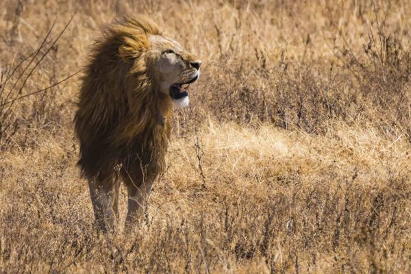 African Safari Animals: 34 Photos to make you want to visit Tanzania