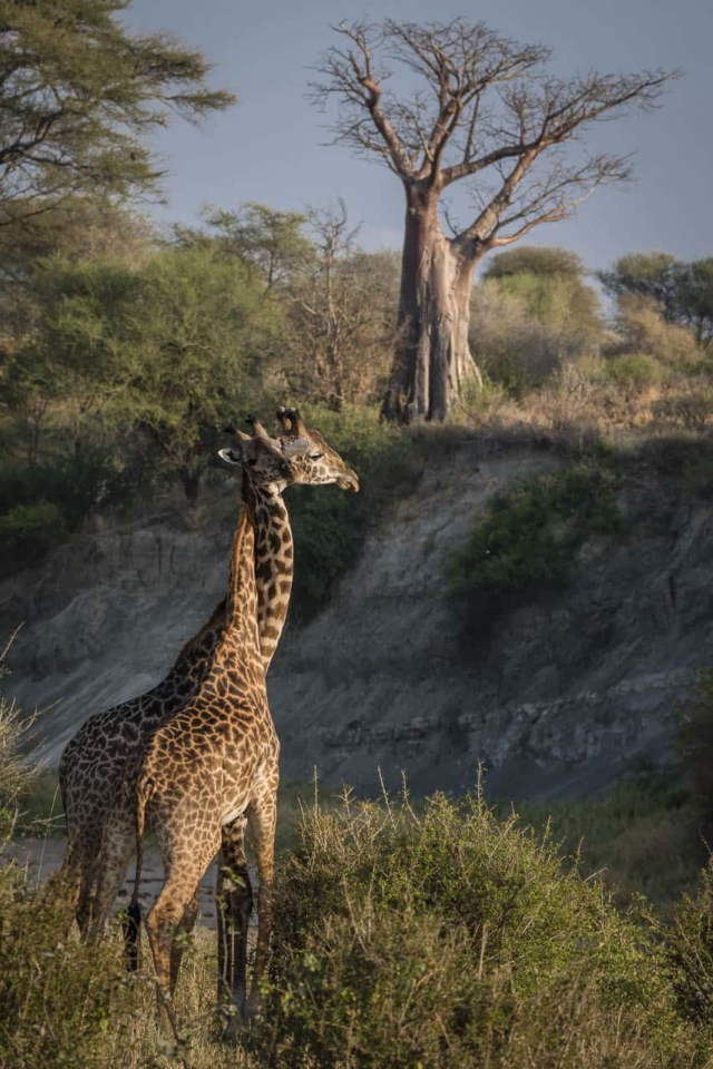 africa safari animals giraffes