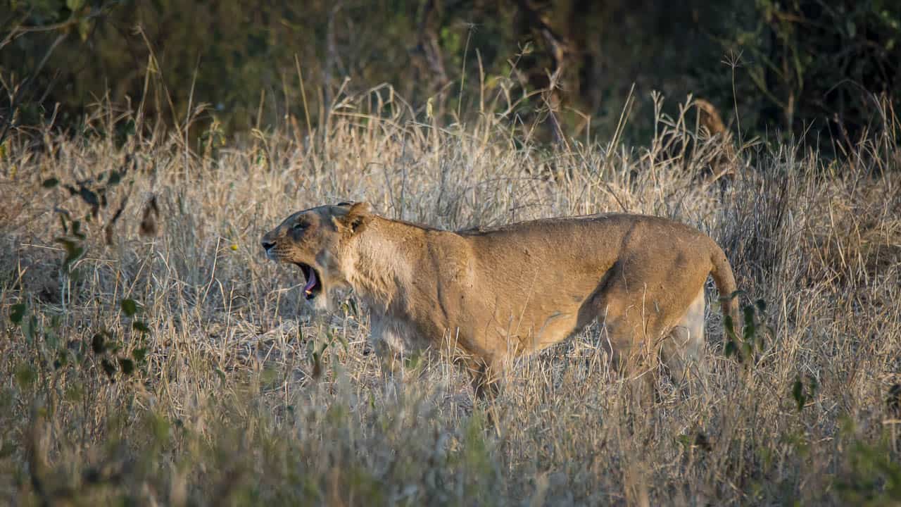 female lion yawning