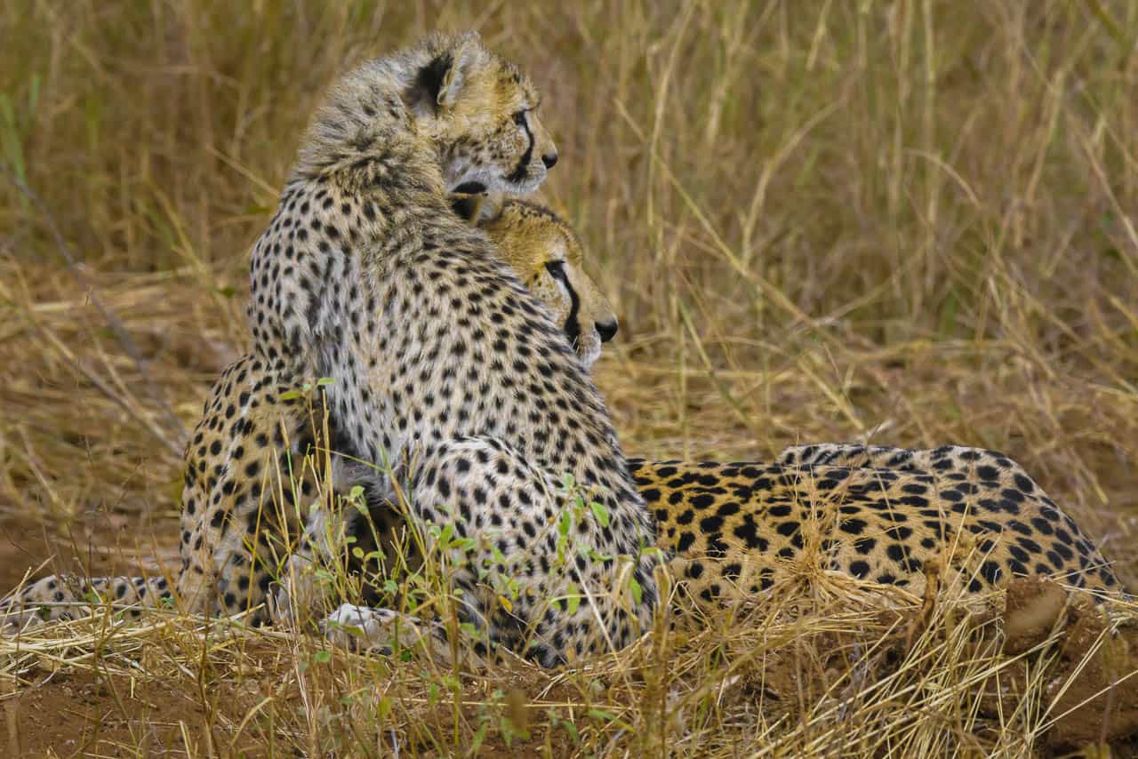 african safari animals cheetah pose