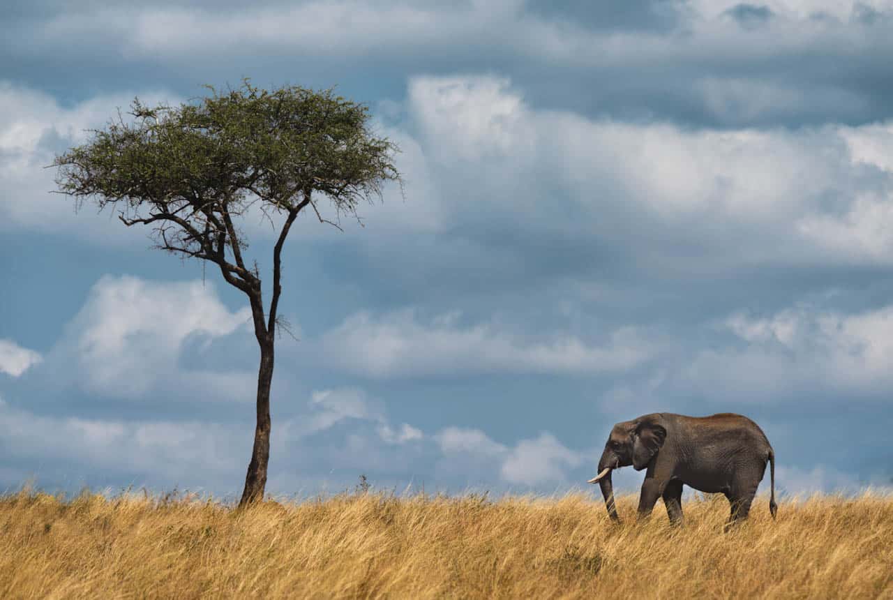 african-wildlife-safari-photos-elephants-roam