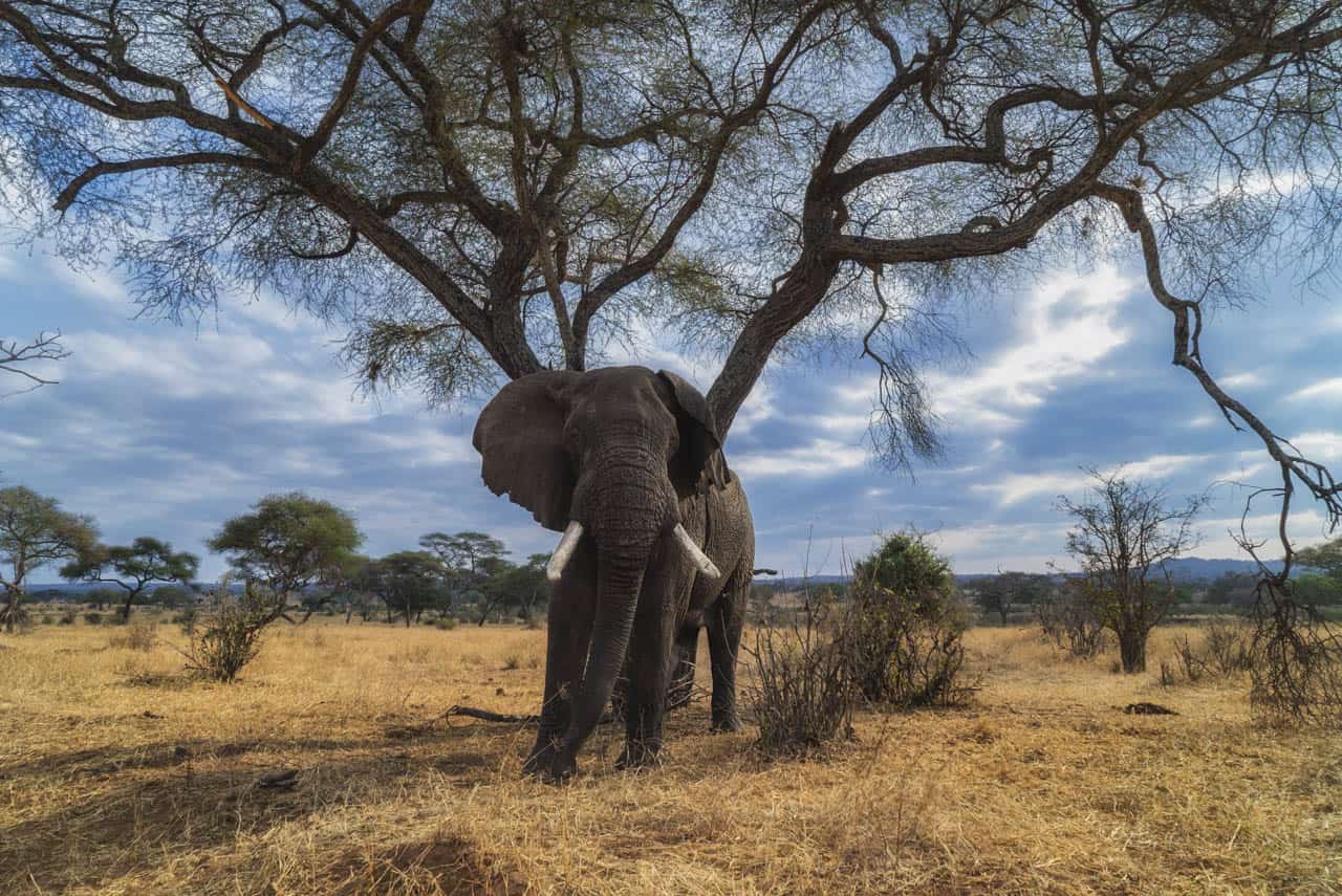 wildlife safari in africa