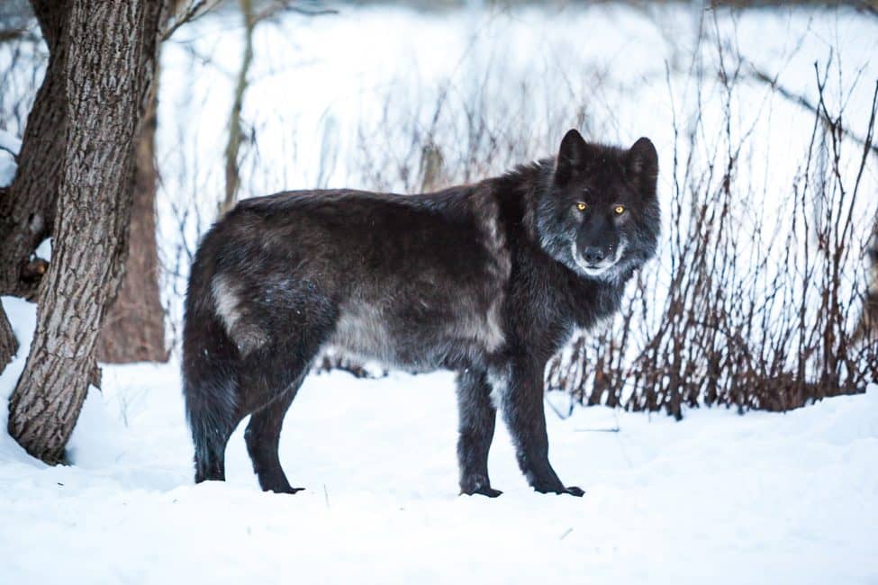 wolf dog | game of thrones