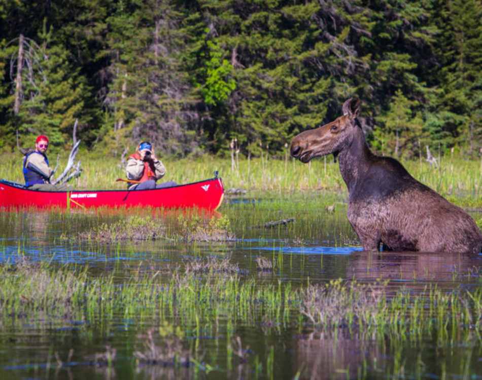 In Search of Algonquin Moose  – A Canadian Wildlife Safari