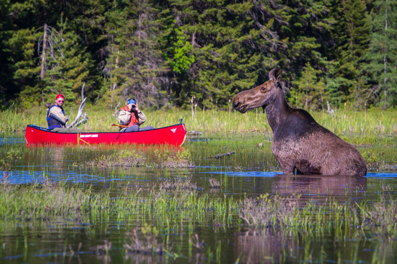 alongquin park luxury camping moose