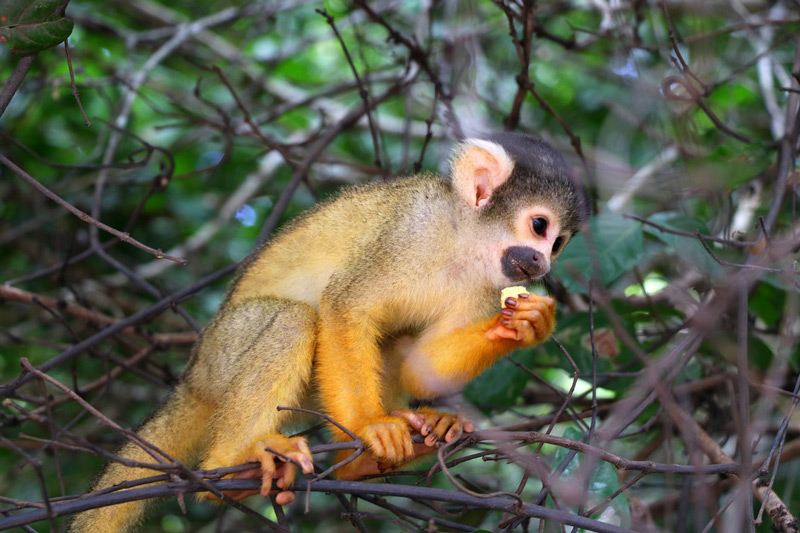 bolivian amazon rainforest monkey
