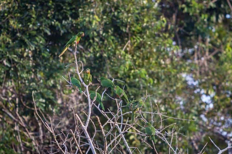 parrots on the amazon