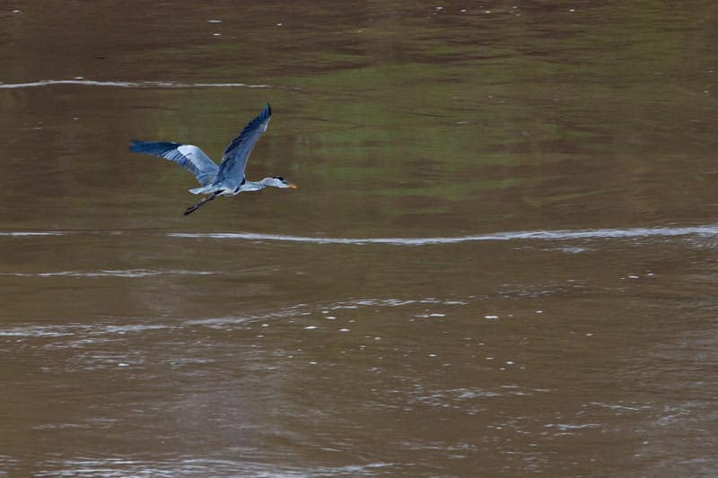bird flying over amazon river in pictures