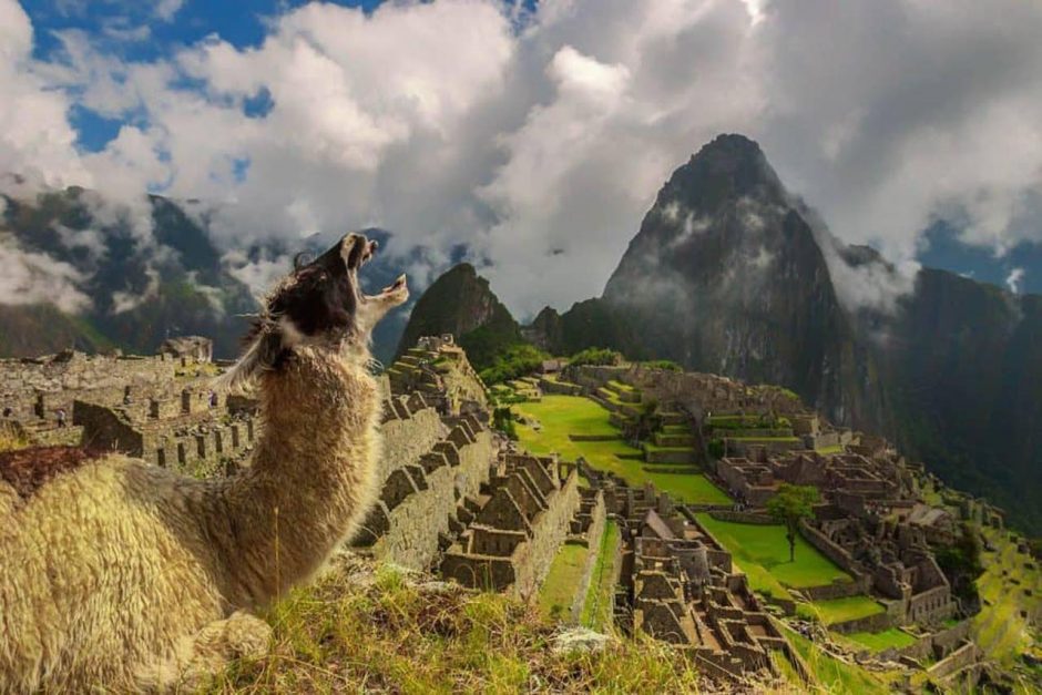 llama at machu picchu