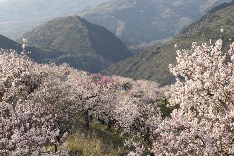 almond blossoms of Andalusia