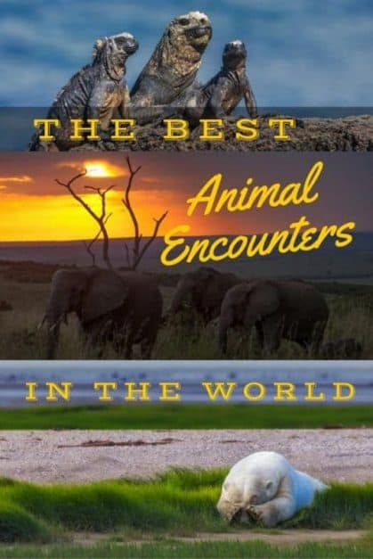 the very best animal encounters from around the world