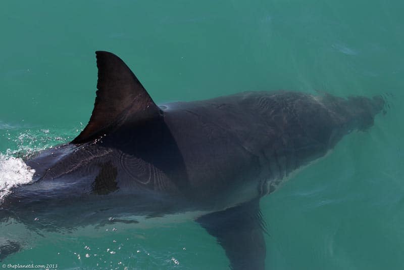 animal viewings great white sharks south africa