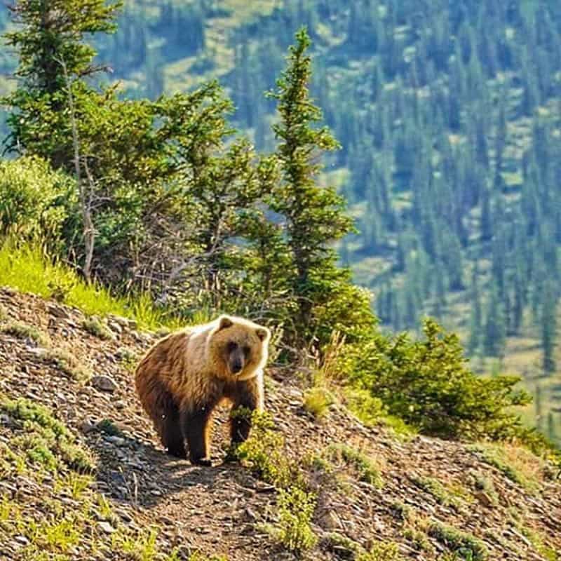 animal views in the wild grizzly bears