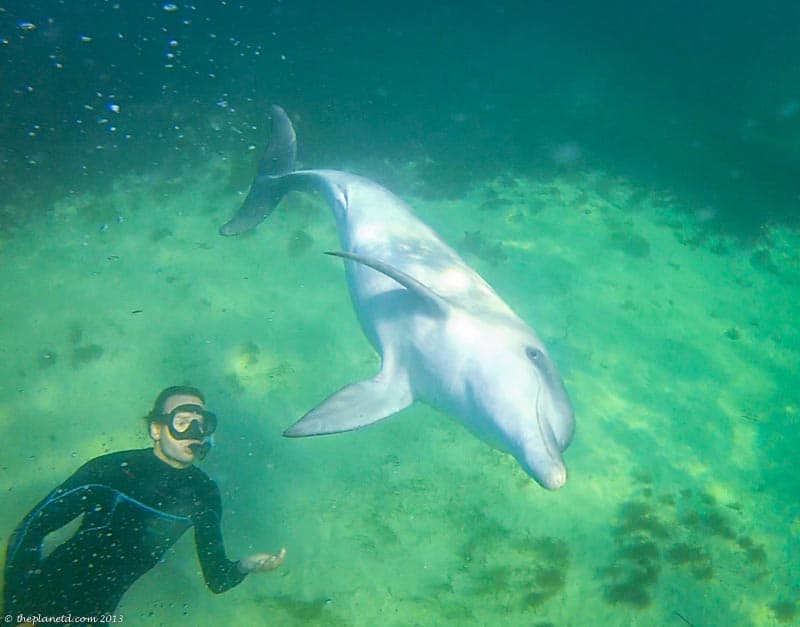 scuba and snorkelling wildlife