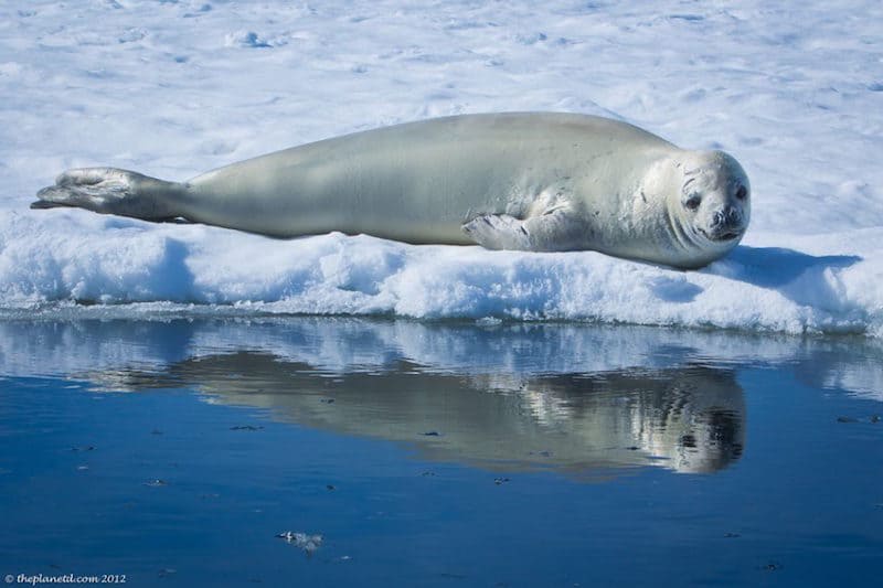 wildlife sightings wedell seal Atnarctica
