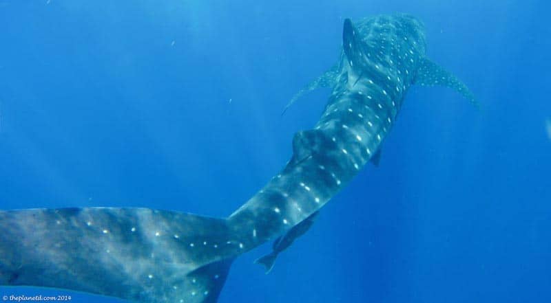 animal encounters whale sharks in mexico