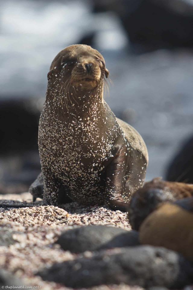 galapagos fur seal