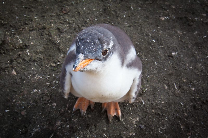 antarctica baby penguin