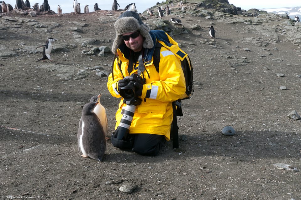 dave with baby penguin