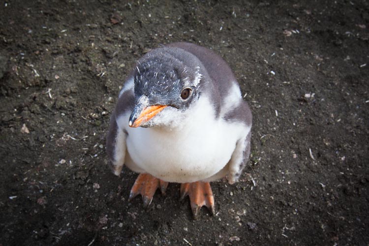 antarctica expedition explained | penguin