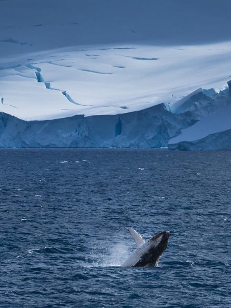 whale breaching antarctica