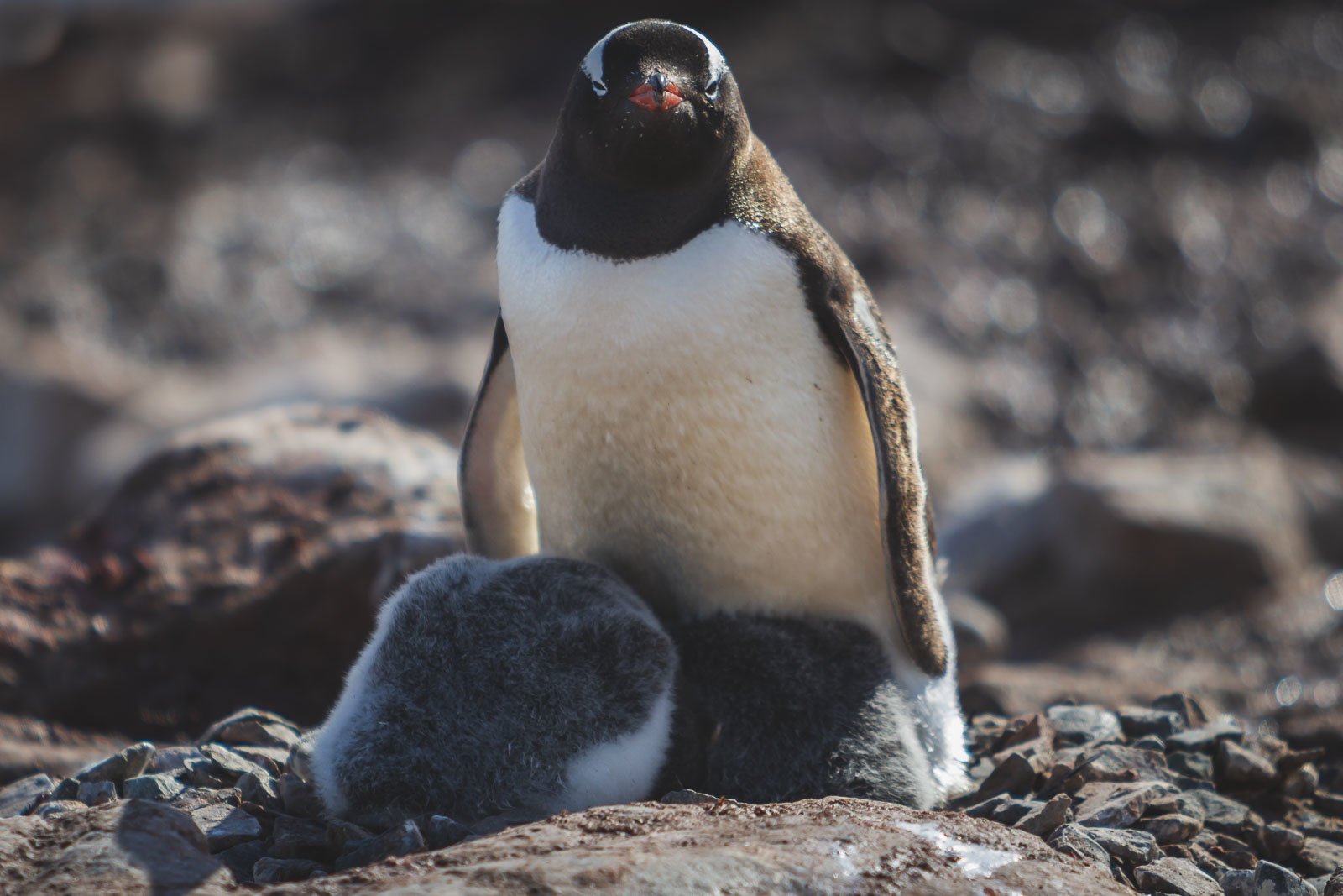 antarctica photos of animals penguins
