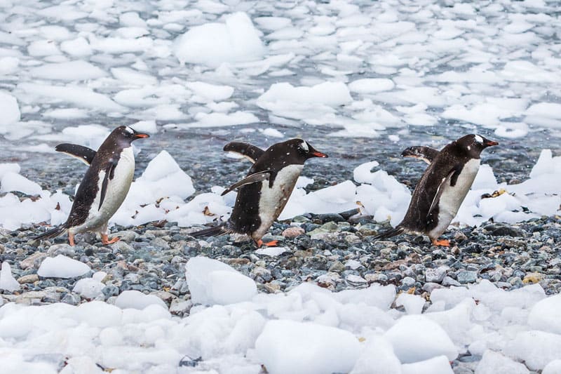 antarctica photos penguins