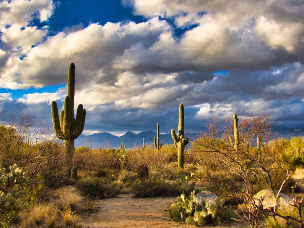 road trip arizona saguaro desert cacti