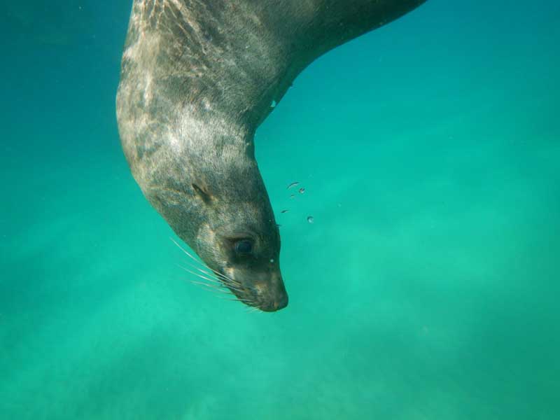 australian animals fur seal swimming