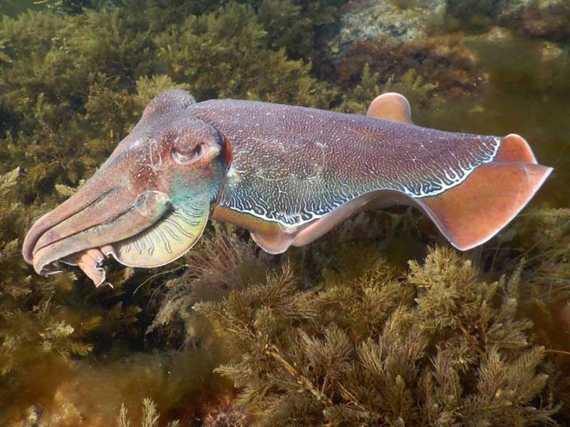 australia wildlife cuttlefish