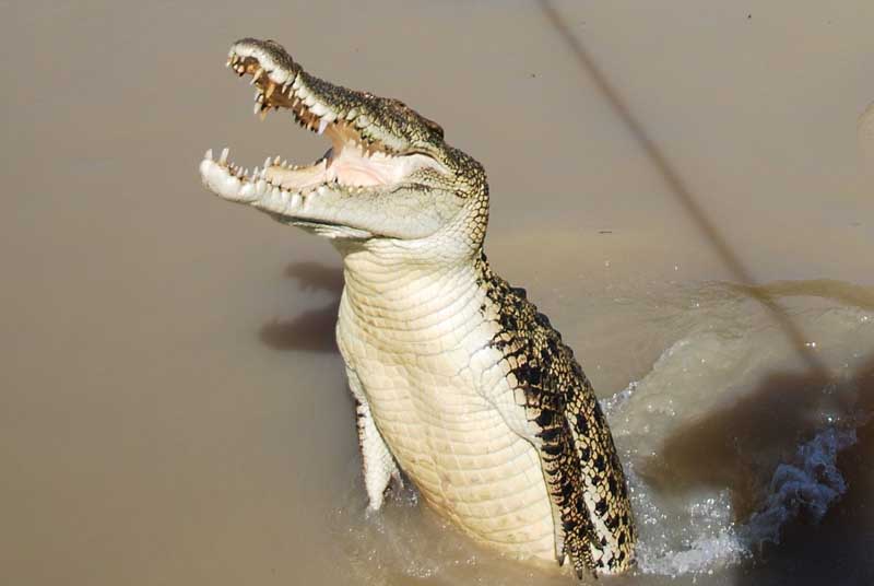 wildlife australia | jumping crocodiles