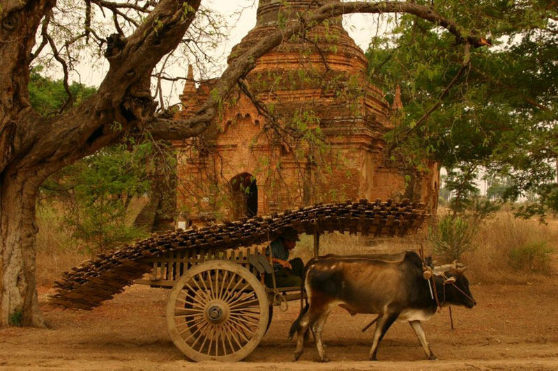 bagan myanmar temples ox cart