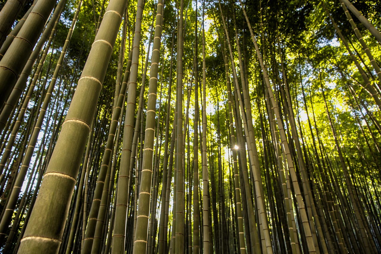 bamboo forest kamakura japan
